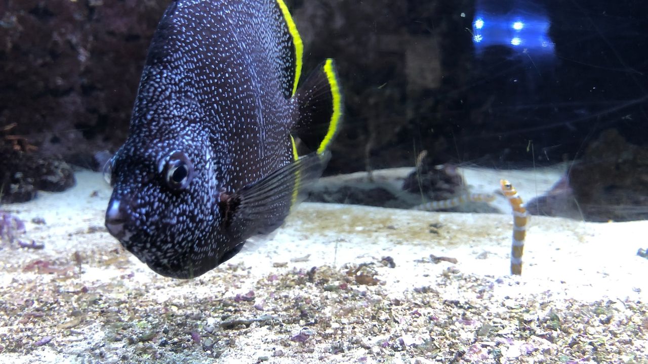 Pez oscuro moteado con aletas bordes amarillos y una anguila rayada emergiendo de la arena, tipos premios competencias pesca hielo guia esencial.
