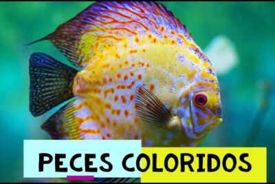 Pez amarillo y naranja con manchas y ojo rojo en acuario, tk1s4cah2cg