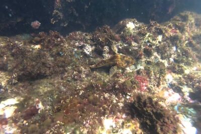 Pequeño pez camuflado sobre un sustrato rocoso cubierto de algas ubd2x0ujT8k.