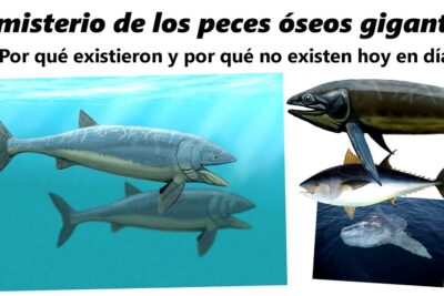 Ilustración comparativa de peces óseos gigantes y peces marinos modernos uirCwupdEjk