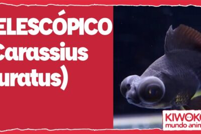 Pez telescópico negro (Carassius auratus) v ghH5AHJ70 con ojos prominentes nadando en acuario