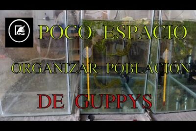 Acuarios pequeños alineados con plantas y termómetros para organizar población de guppys vH5P8Lrq2YI