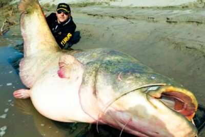 Angler junto a un enorme siluro vNckFTACDt4 tumbado en la orilla lodosa con la boca abierta