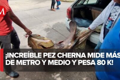 Dos personas sostienen una enorme cherna wFo0aRLx4vk junto al maletero de un coche en la vía pública