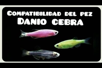 Cartel 'Compatibilidad del pez Danio Cebra' con tres ejemplares de danio en colores rosa, verde y rayado wFu2X7uhBY 3