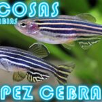 Descubriendo al Pez Parecido a la Zebra: Características y Curiosidades