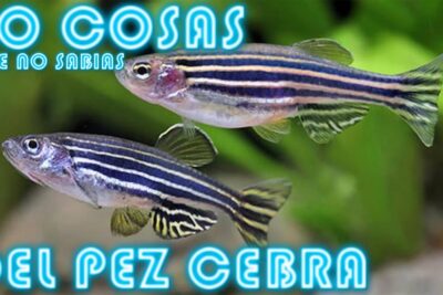 Dos peces cebra con rayas negras y cuerpo plateado sobre fondo de plantas acuáticas wGky0fOZEno