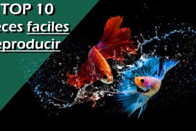 Dos peces tropicales de colores (uno rojo y otro azul) con aletas largas y salpicaduras de agua sobre fondo negro