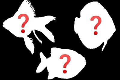 Tres siluetas de peces con signos de interrogación rojo x4CGIqv2 zI