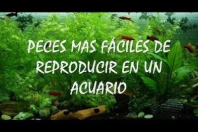 Acuario plantado con varios peces pequeños nadando entre vegetación mostrando peces fáciles de reproducir x87IsO8DGE4