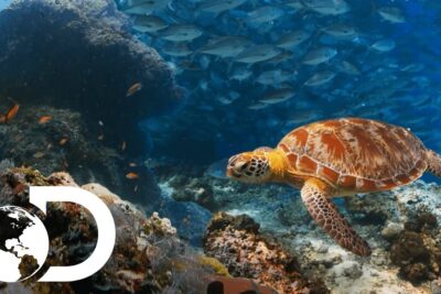 Tortuga marina nadando sobre un arrecife coralino con un banco de peces al fondo xNtmmU7DyrE