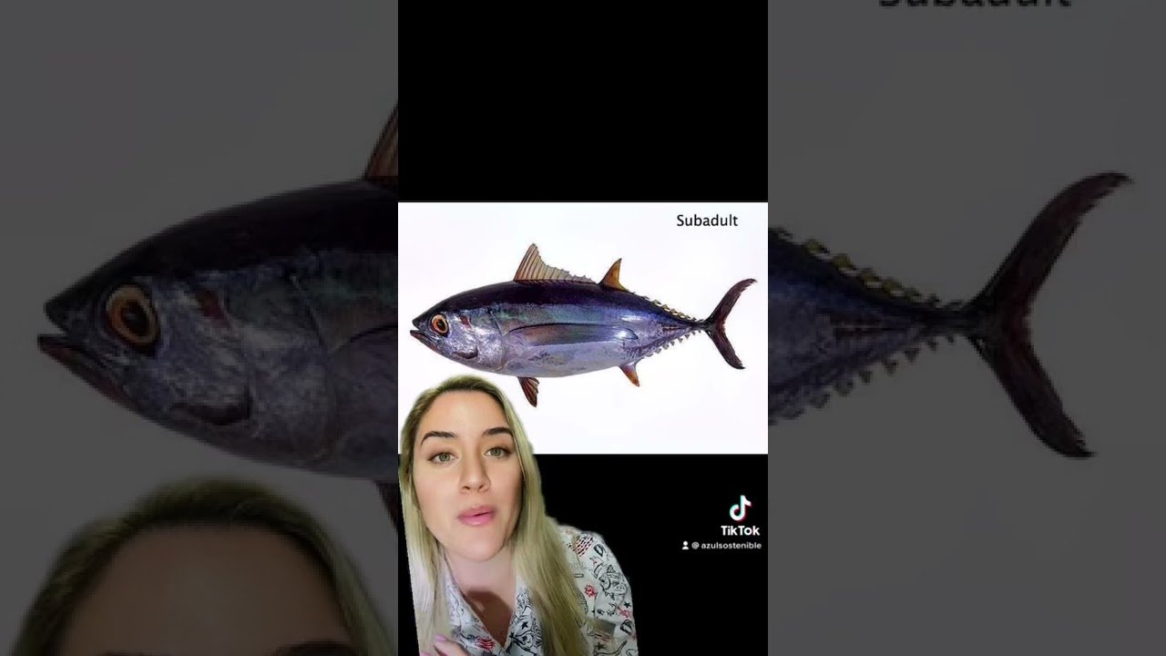 xo8tekiY ek