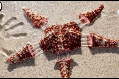 Estrella de mar rojiza y rugosa sobre arena con una huella de mano cercana