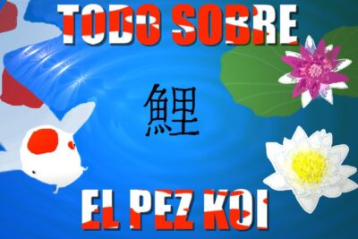 Carpa koi blanca y roja nadando en agua azul con nenúfares y el kanji 鯉 yx xdkIWdQY