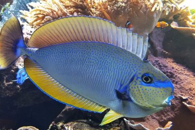 Pez tropical azul y amarillo nadando frente a corales zs s8FD0xB4