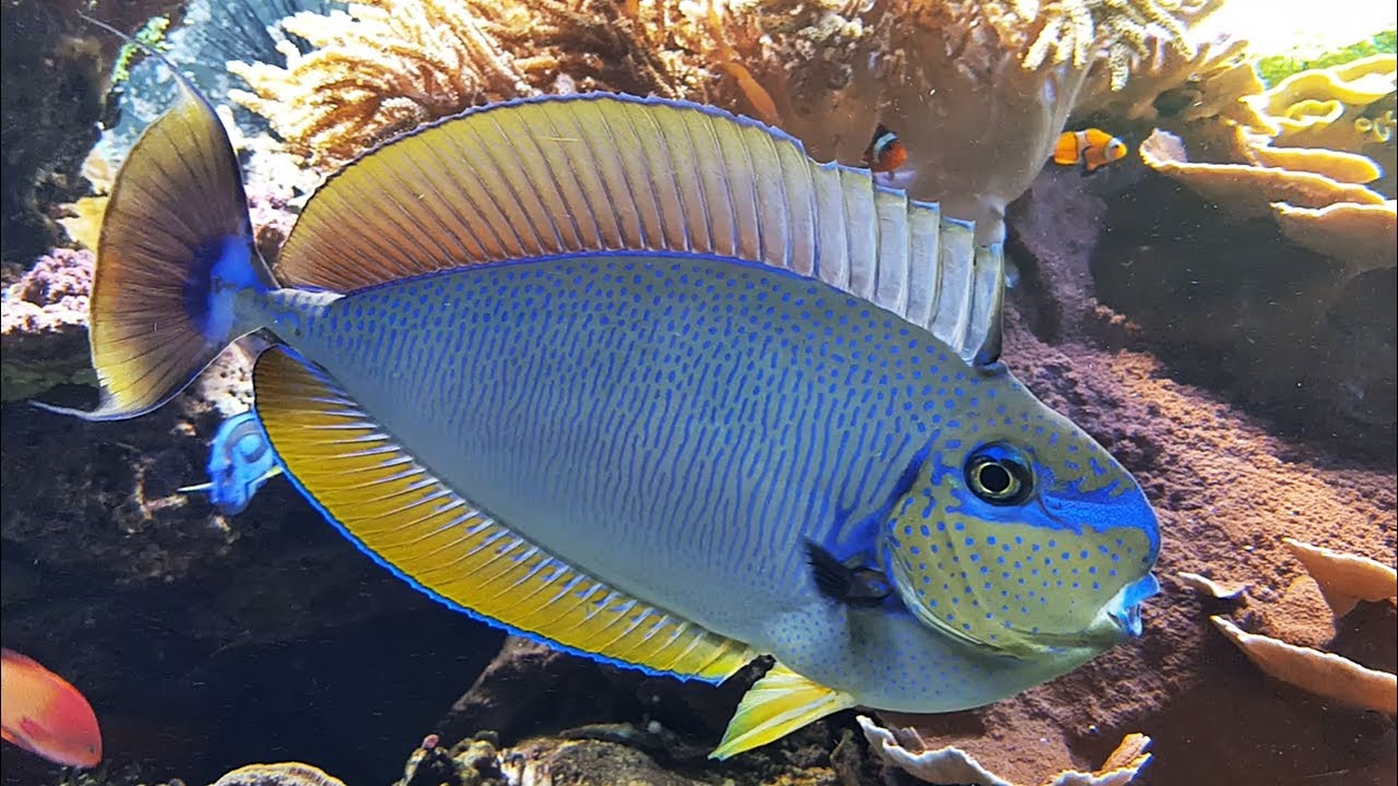 Pez tropical azul y amarillo nadando frente a corales zs s8FD0xB4
