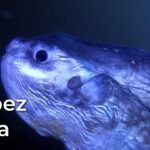Descubre al pez más tonto del mundo: Características y curiosidades