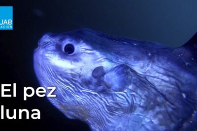 Primer plano de un pez luna azul iluminado en aguas profundas zt SKlDUSsg